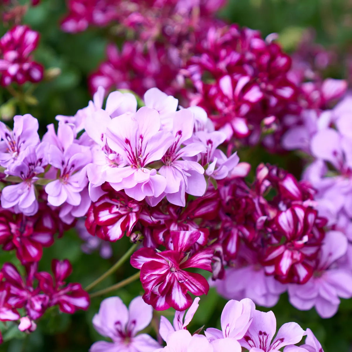 Muškát previsnutý Tornado zmes farieb - Pelargonium peltatum - semená