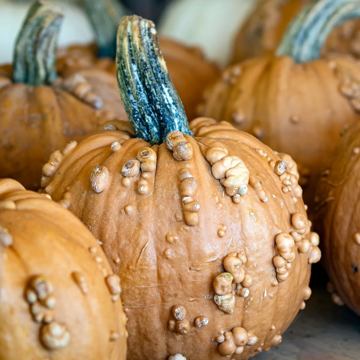 Tekvica okrasná Grizzly Bear F1 PMT - Cucurbita pepo - semená tekvica