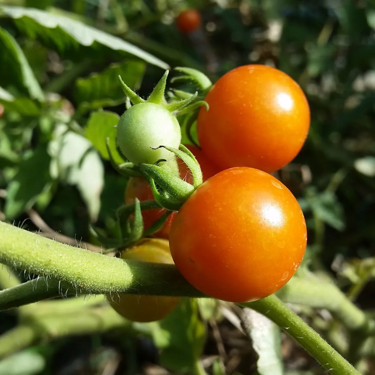 Paradajka Moneymaker - Solanum lycopersicum - semená paradajky