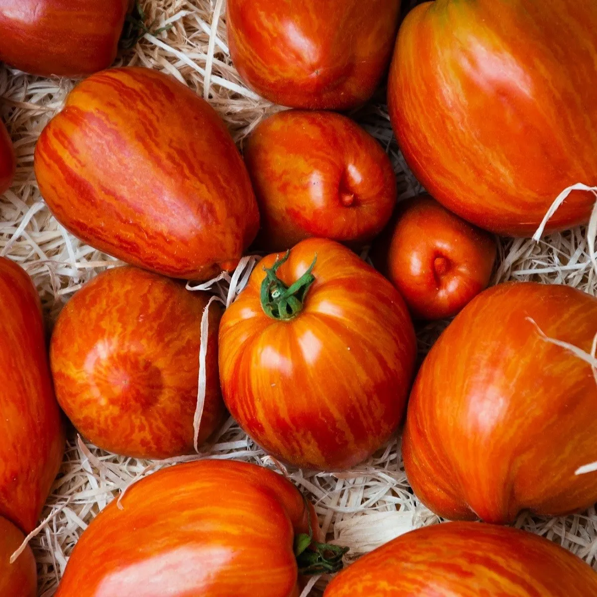 Paradajka Tigerella - Solanum lycopersicum - semená paradajky