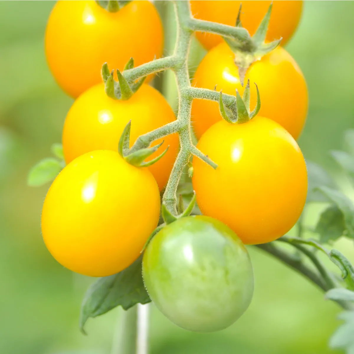 Paradajka žltá Golden Currant - Solanum lycopersicum - semená paradajky
