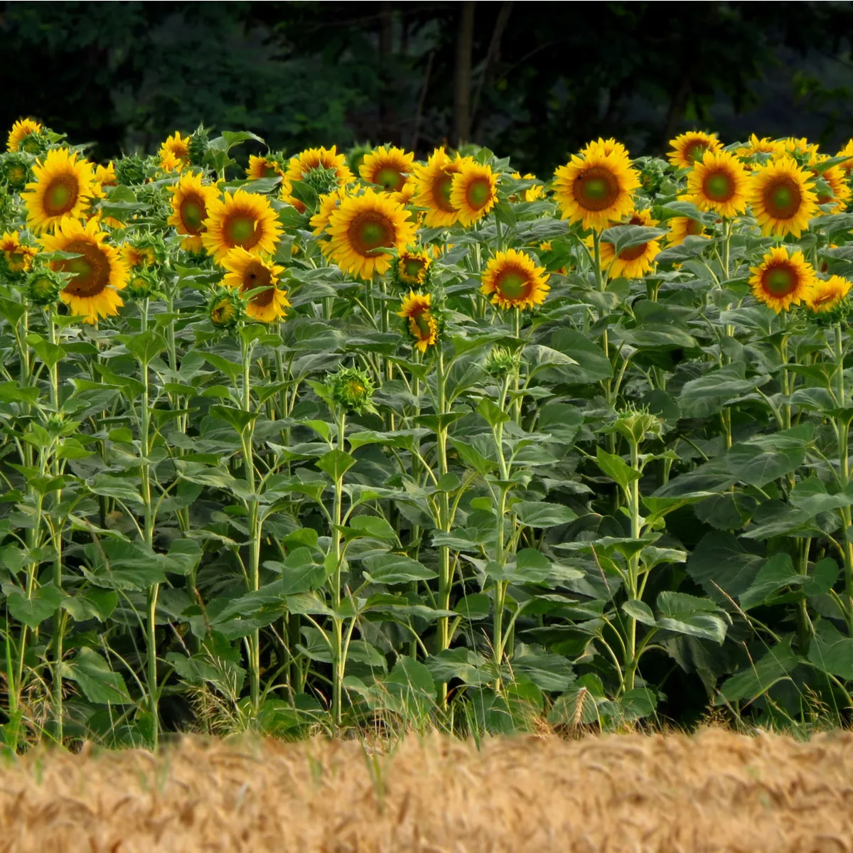 Slnečnica King Kong - Helianthus annuus - semená