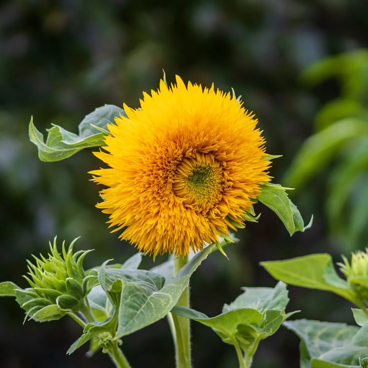 Slnečnica Sonnengold - Helianthus annuus - semená slnečnice
