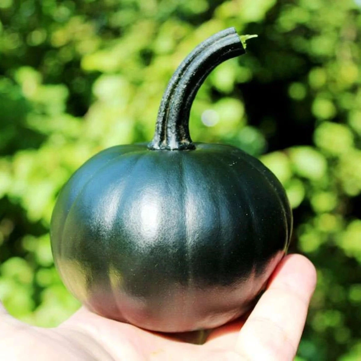 Tekvica Black Bear F1 PMT - Cucurbita pepo - semená tekvica