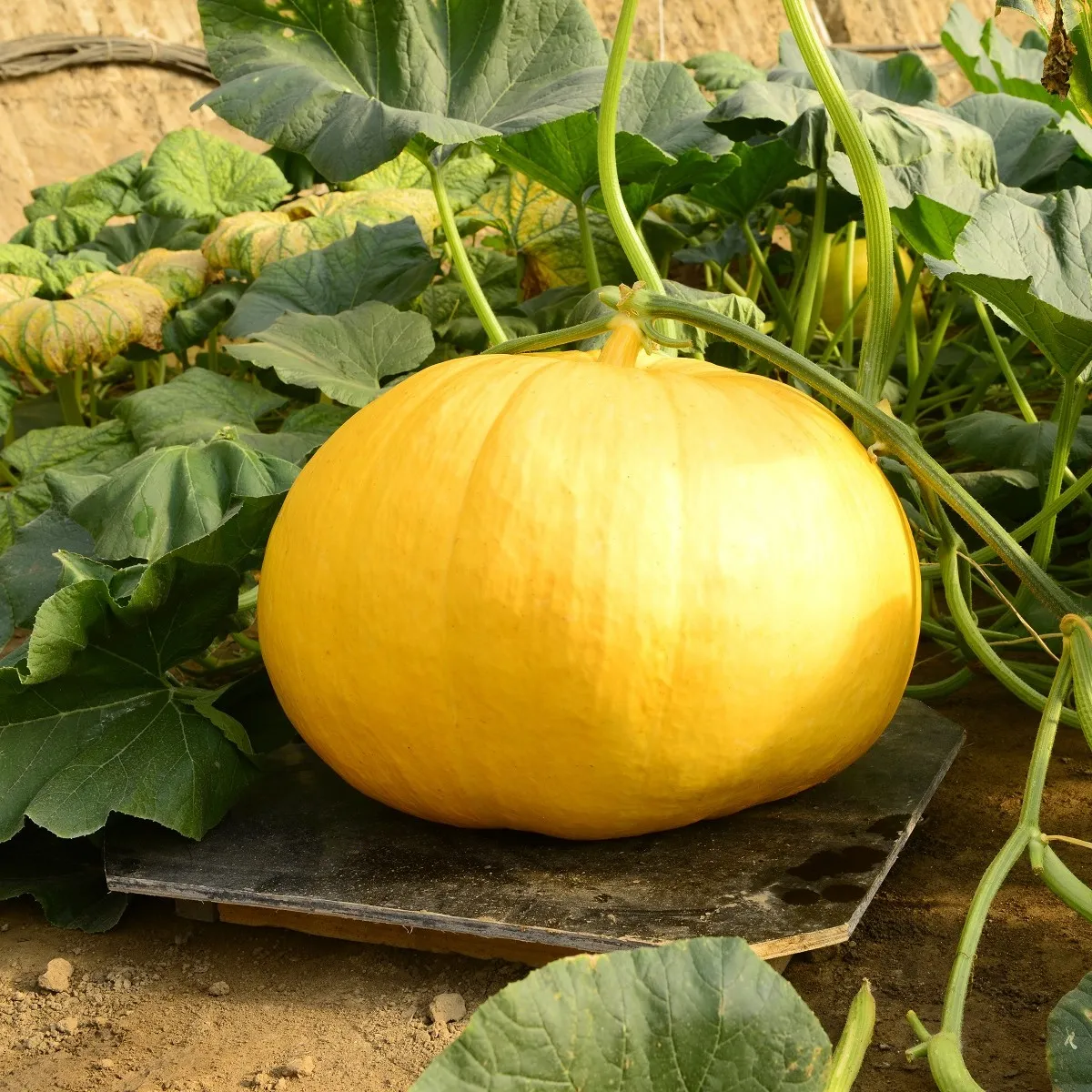 Tekvica Gele Reuzen - Cucurbita maxima - semená tekvice