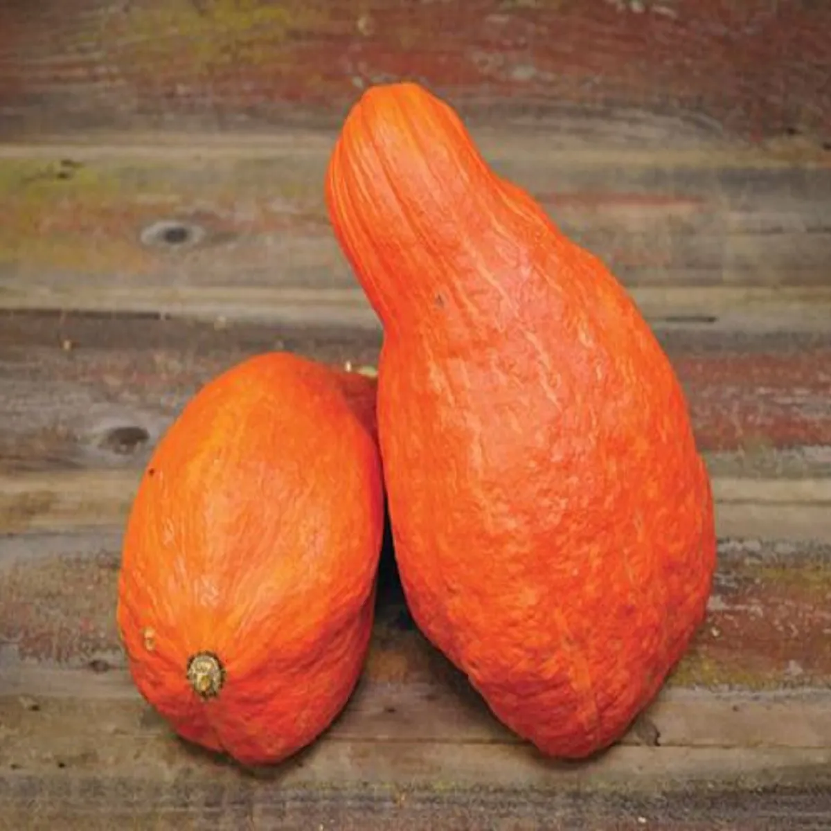 Tekvica Boston Marrow - Cucurbita maxima - semená tekvice