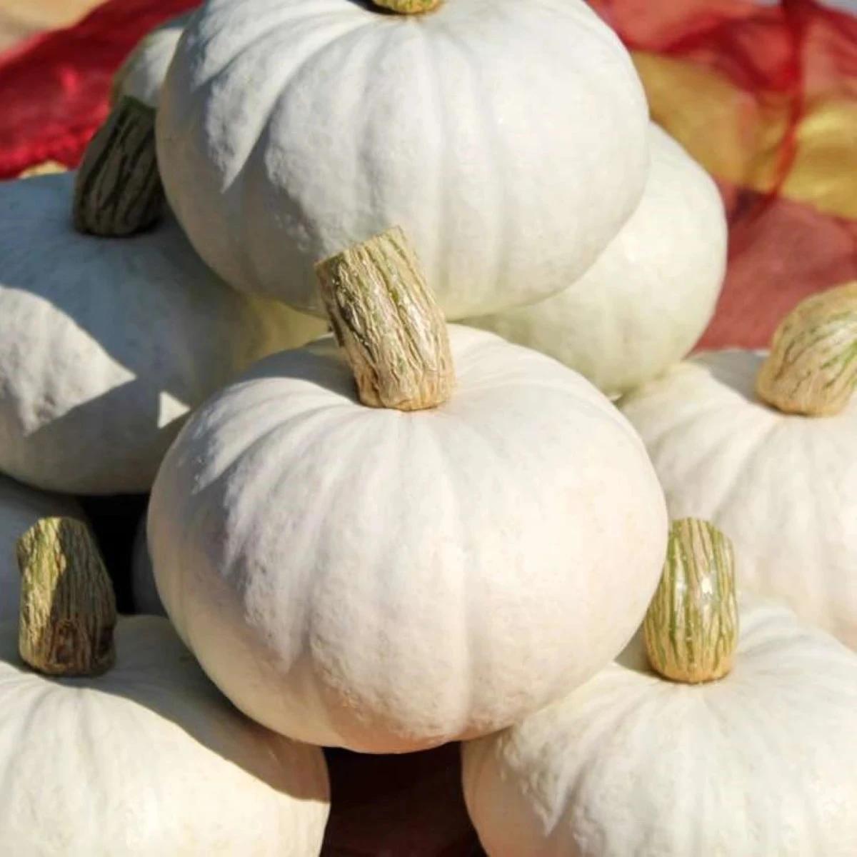 Tekvica White Lamp F1 - Cucurbita pepo - semená tekvice