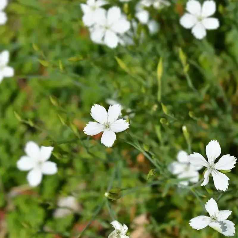 Klinček slzičkový biely - Dianthus deltoides - semená klinčeka