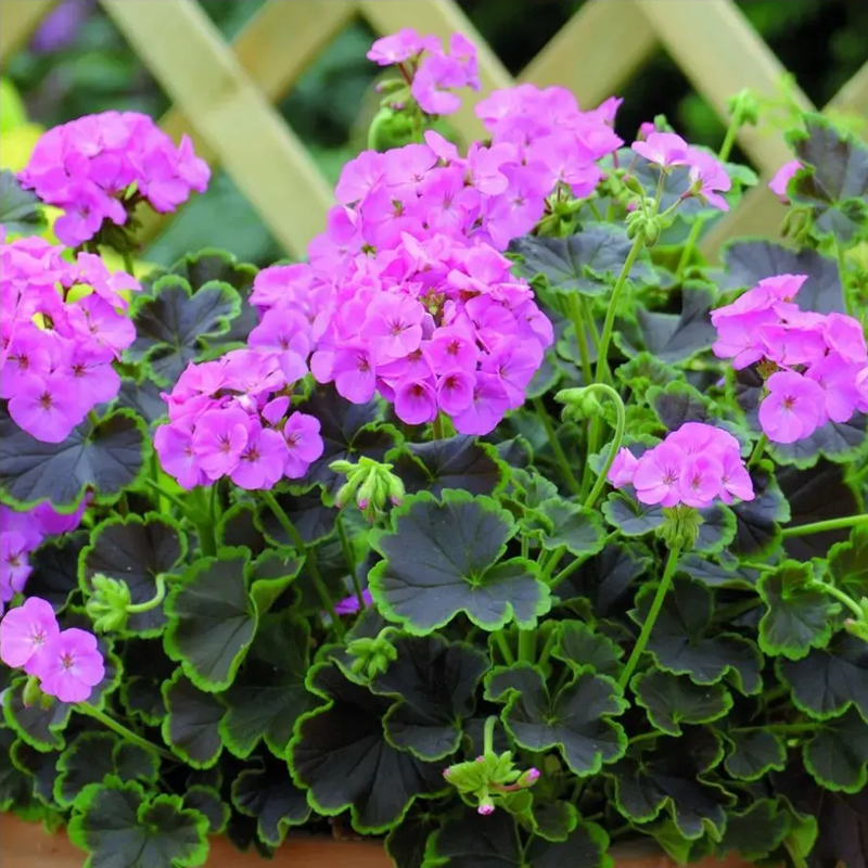 Muškát krúžkovaný Nekita F1Pink - Pelargonium Zonale - semená