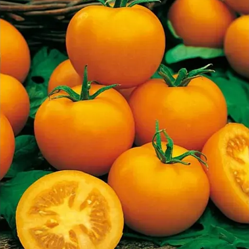 Paradajka Zlatá kráľovná - Solanum lycopersicum - semená paradajky 