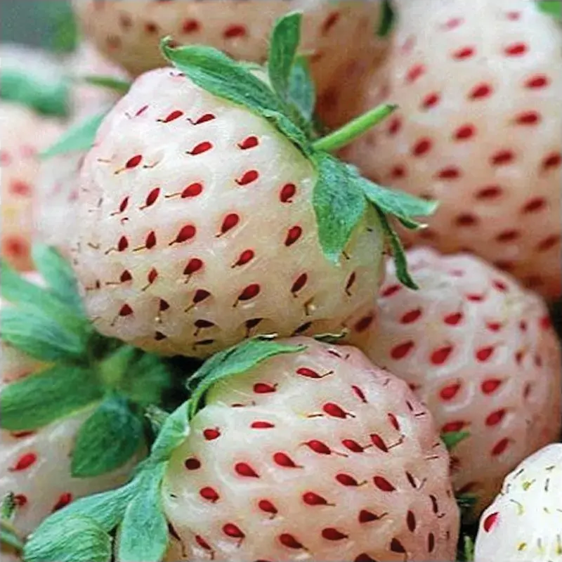 Jahoda Pineberry - Fragaria ananassa - semená jahôd