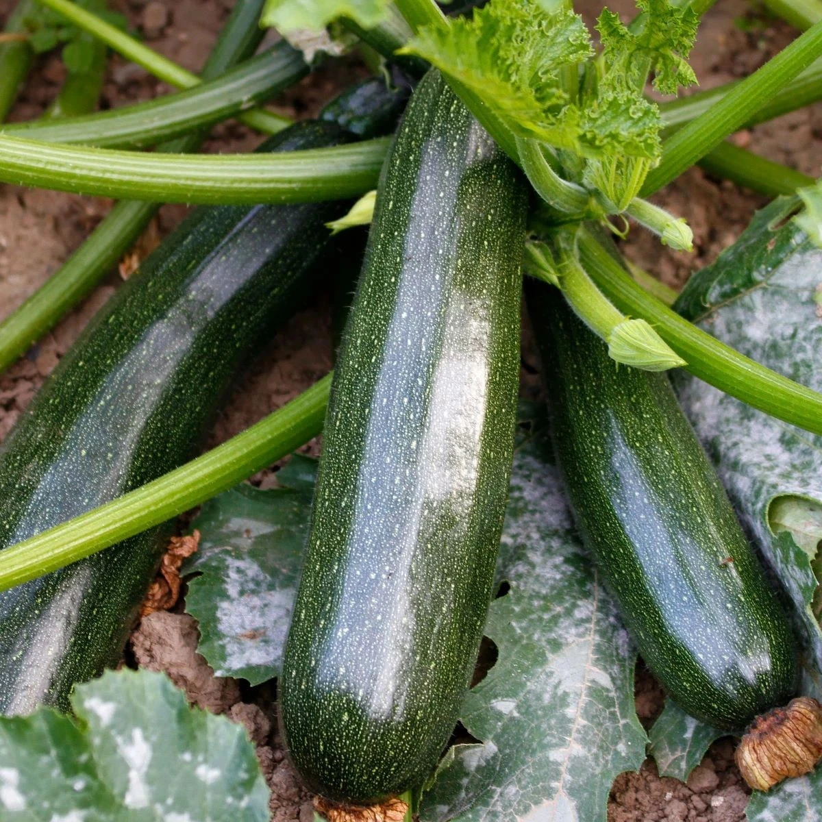 BIO Cuketa Kimber F1 - Cucurbita pepo - bio semená cukety