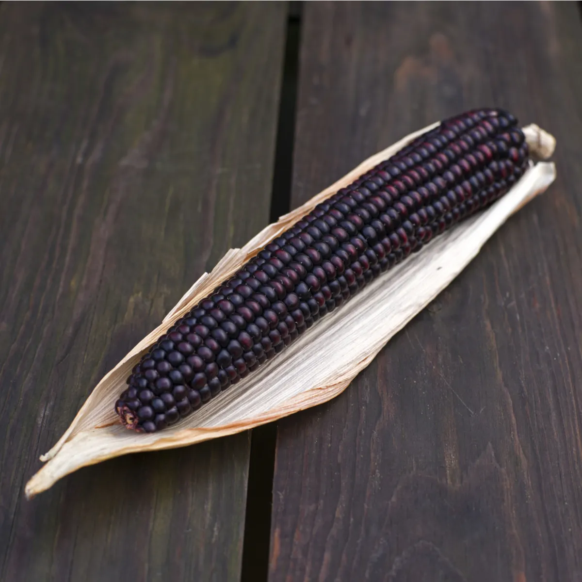 BIO Kukurica cukrová Tortilla - Zea mays - bio semená kukurice