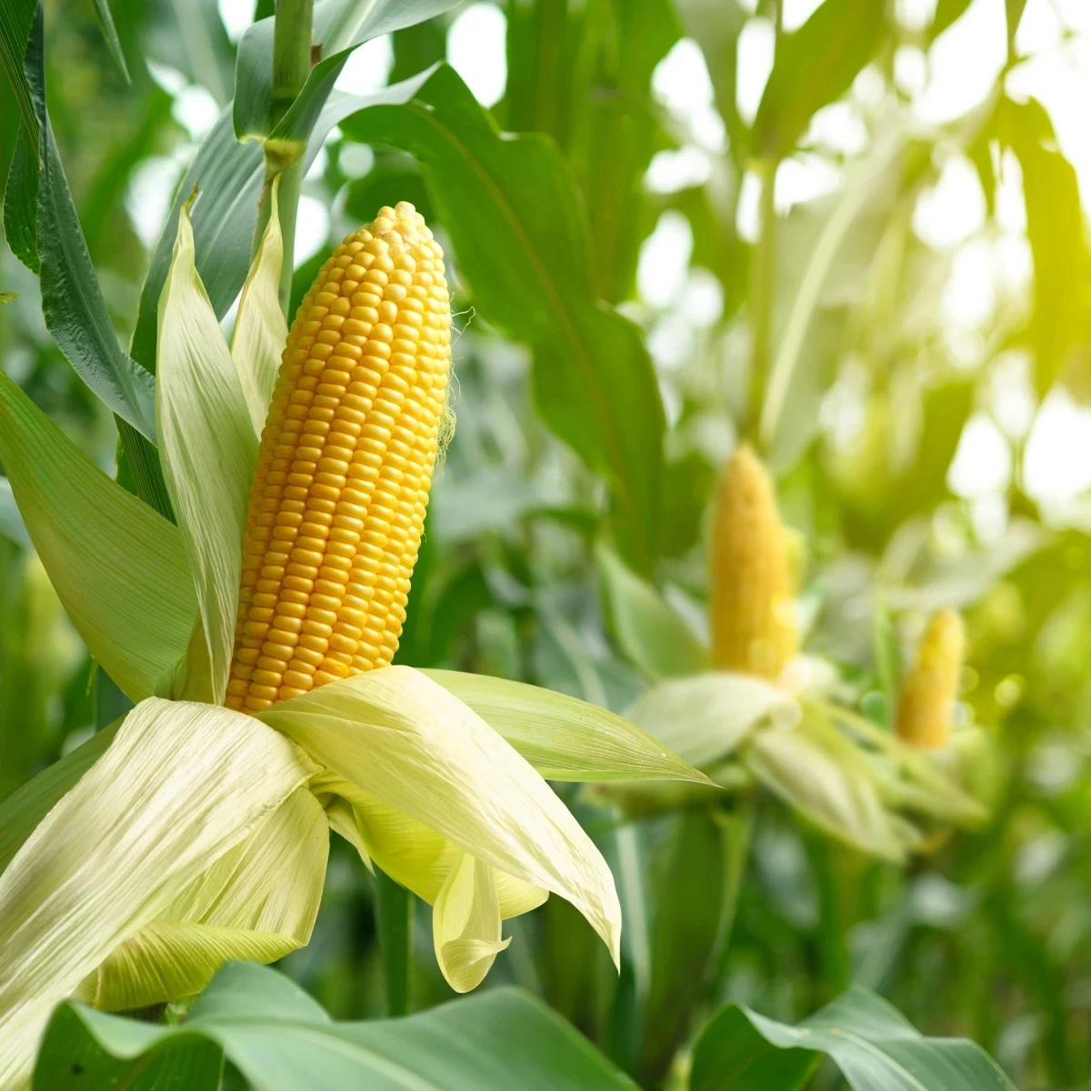 BIO Kukurica Mergoscia - Zea mays - bio semená kukurice
