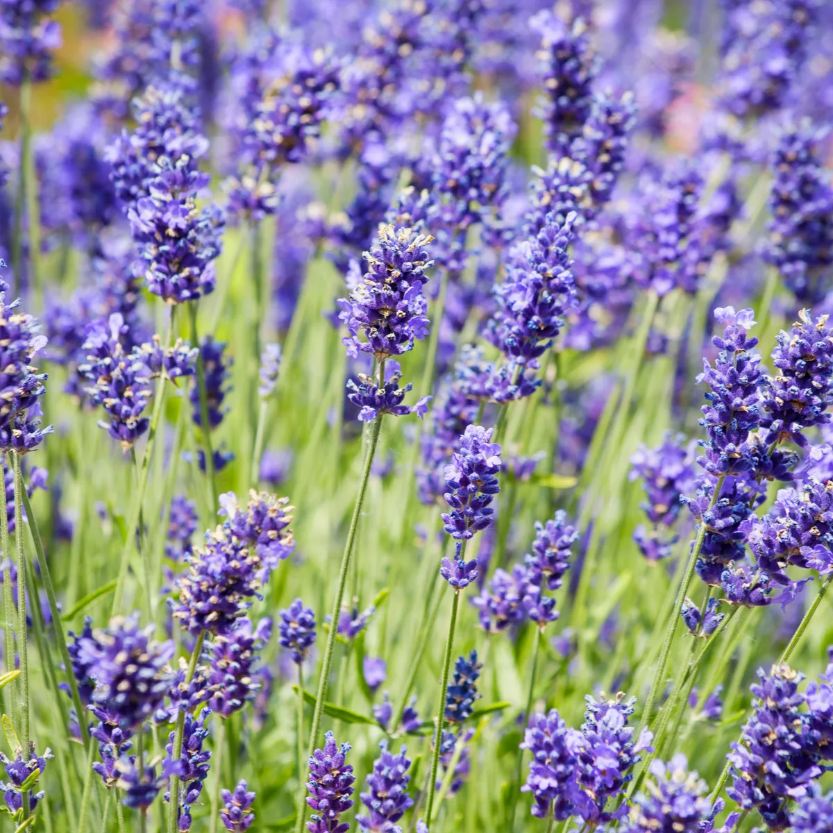 BIO levanduľa lekárska - Lavandula officinalis - bio semená levandule