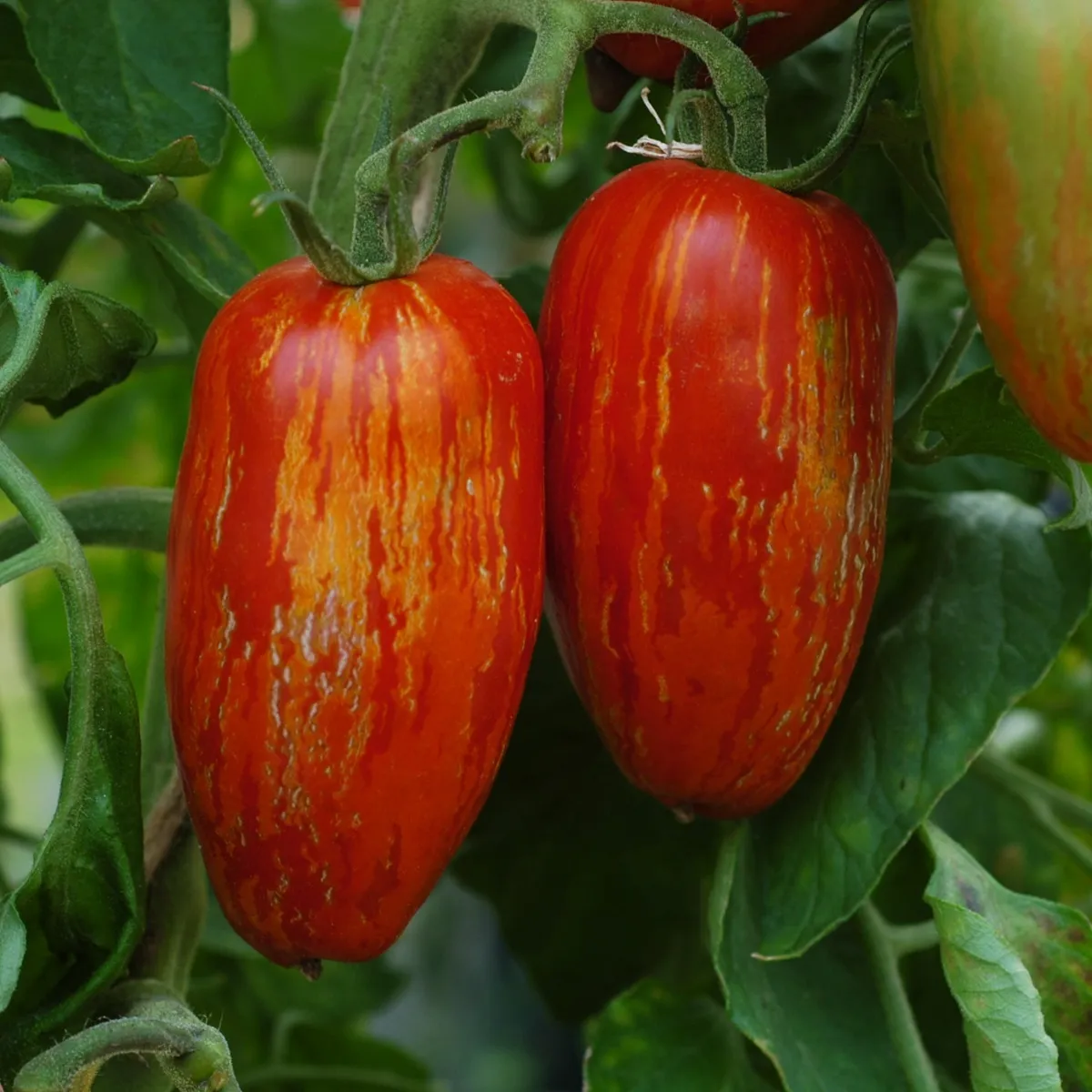BIO Paradajka Striped Roman - Solanum lycopersicum - bio semená paradajky