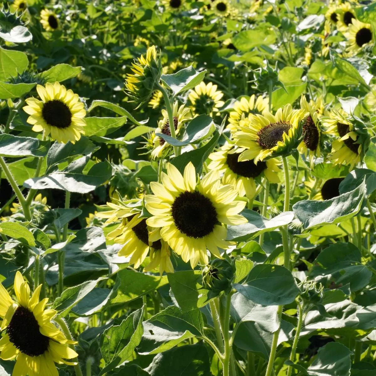 BIO Slnečnica Primrose - Helianthus annuus - bio semená slnečnice