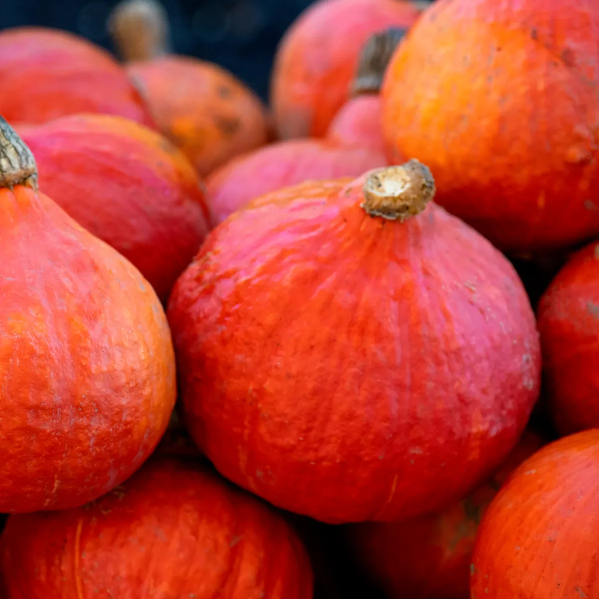 BIO Tekvica Fictor - Cucurbita maxima - bio semená tekvica