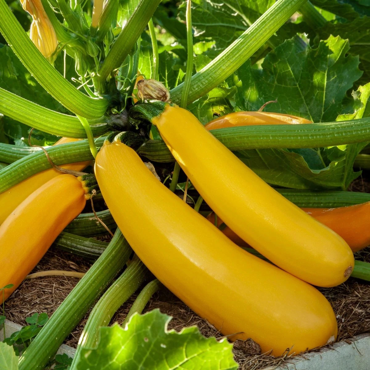 Cuketa Easy Pick Gold II F1 - Cucurbita pepo - semená cukety