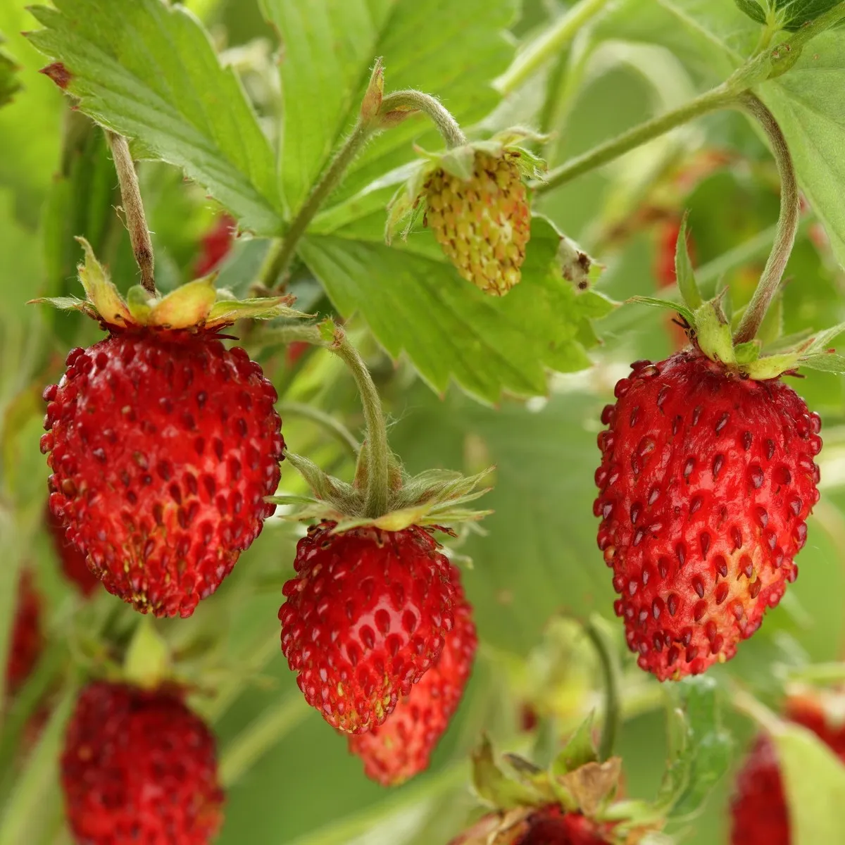 Jahoda lesná Tubby Red - Fragaria vesca - semená