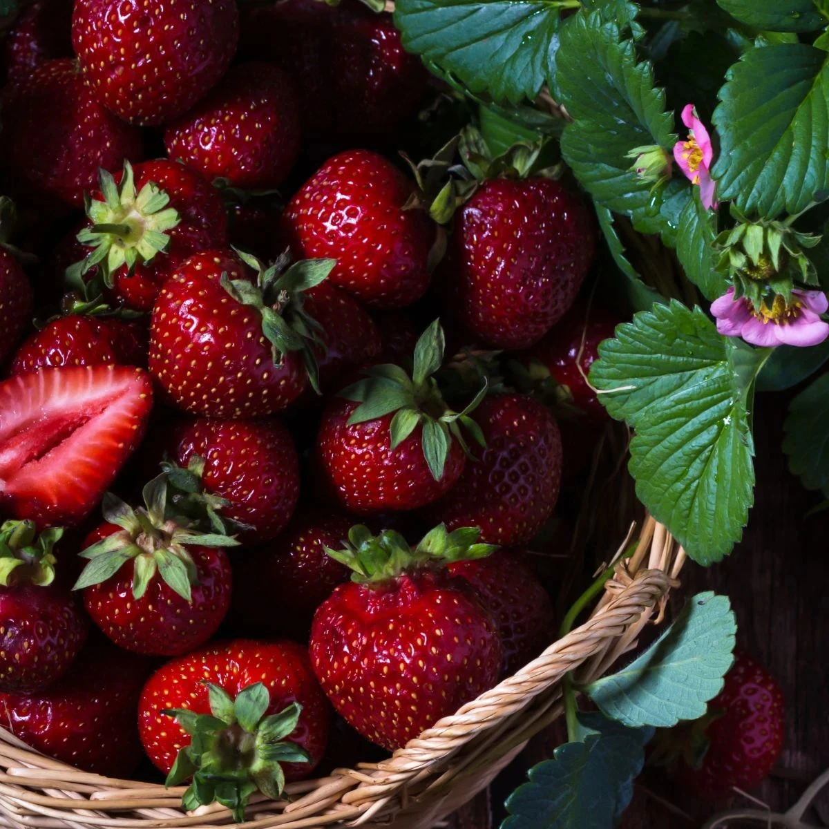 Jahodník Cherryberry - Fragaria ananassa - semená jahôd
