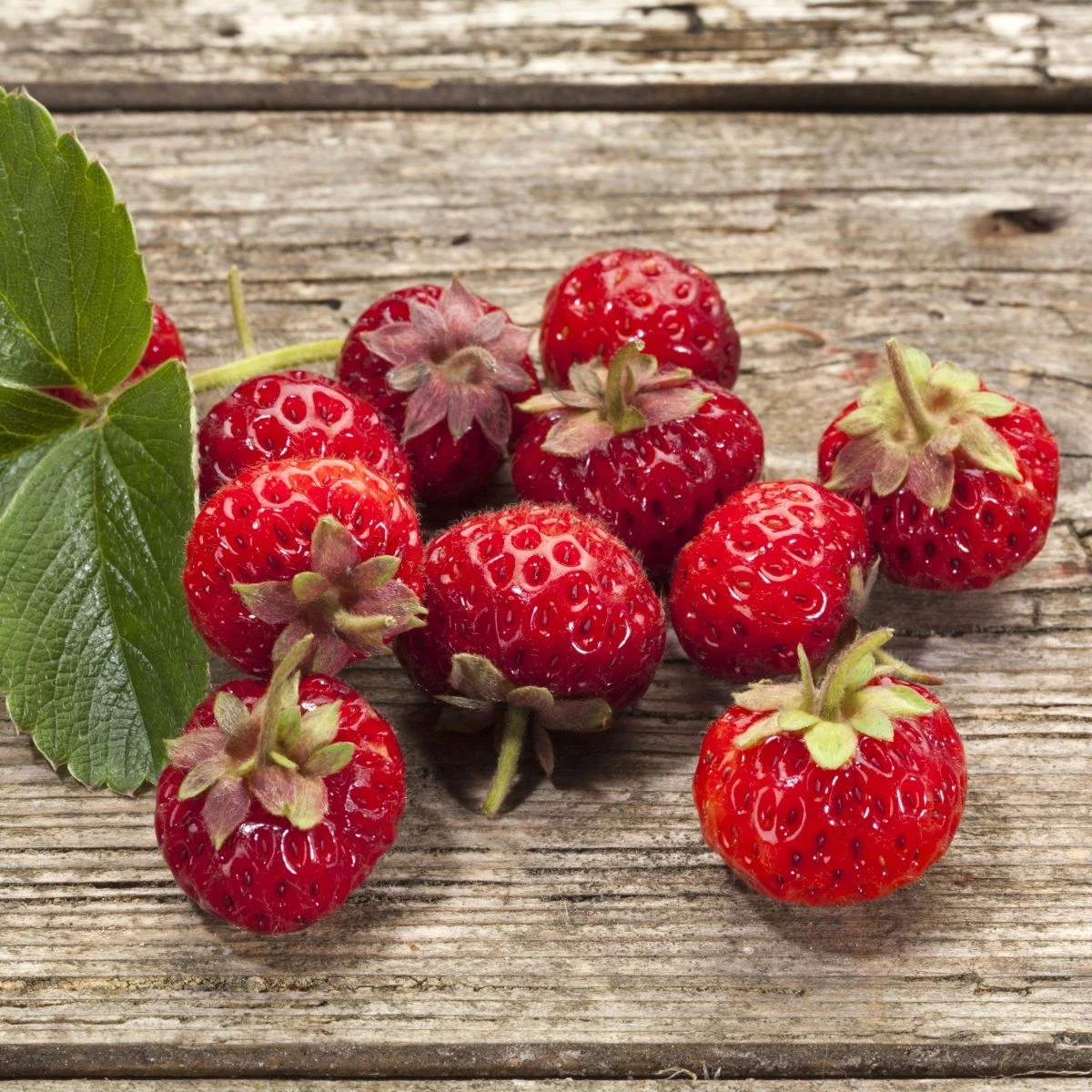 Jahodník Framberry - Fragaria ananassa - semená jahôd
