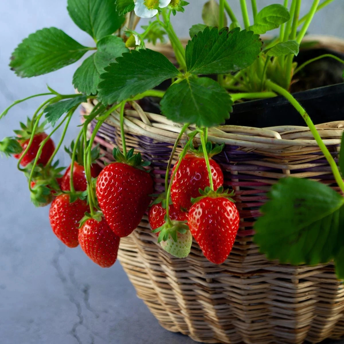 Jahodník previsnutý Pendula - Fragaria - semená jahôd