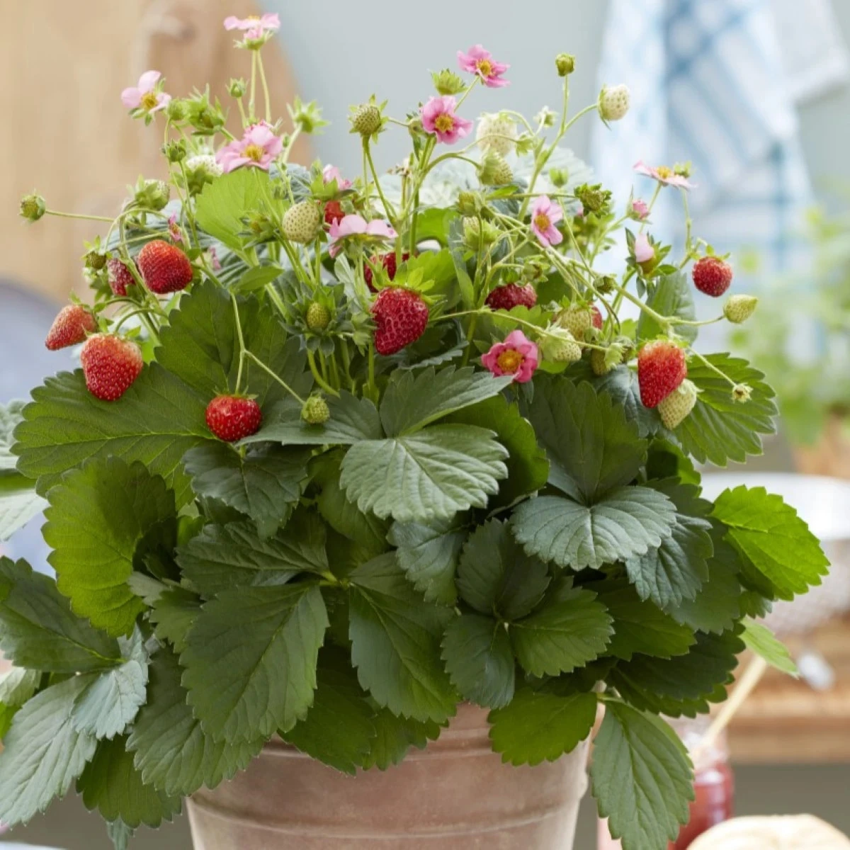Jahody stáleplodiace Queeny F1 - Fragaria ananassa - semená jahôd