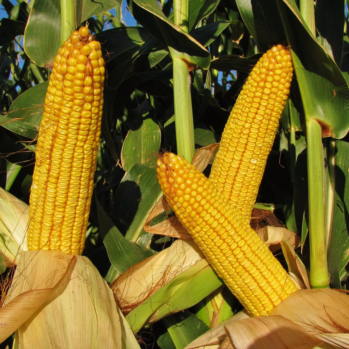 Kukurica cukrová Snowbaby - Zea Mays - semená kukurice