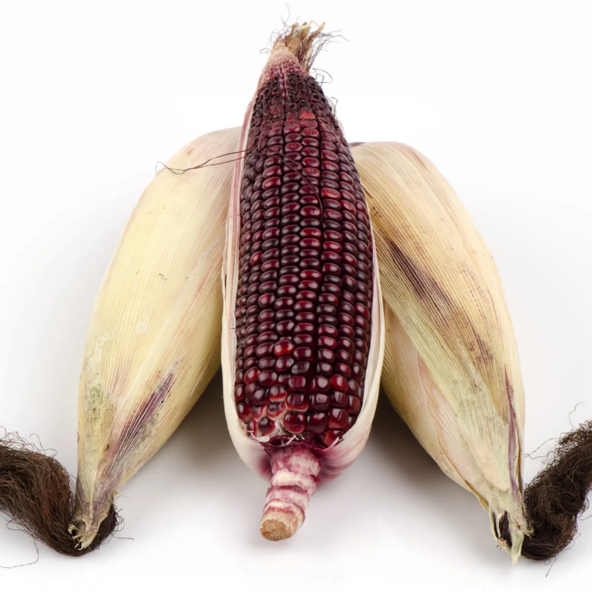 Kukurica jahodová - Zea mays multicolor - semená kukurice