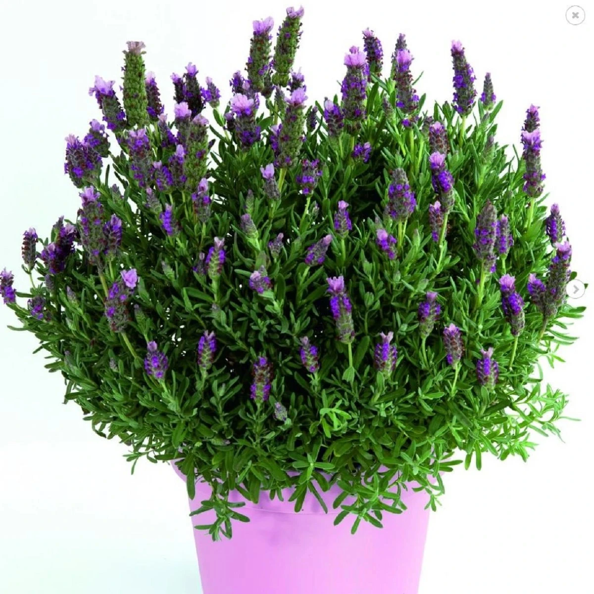 Levanduľa francúzska Bandera Pink - Lavandula stoechas - semená levandule