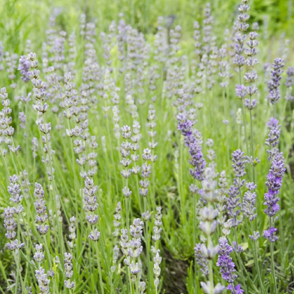 Levanduľa lekárska ružová ŠPECIÁL - Lavandula angustifolia - semená levandule