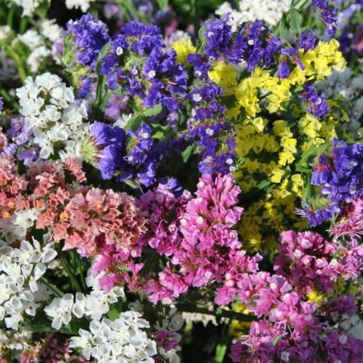 Limonka zohnutá QIS zmes farieb - Limonium sinuatum - semená limonky