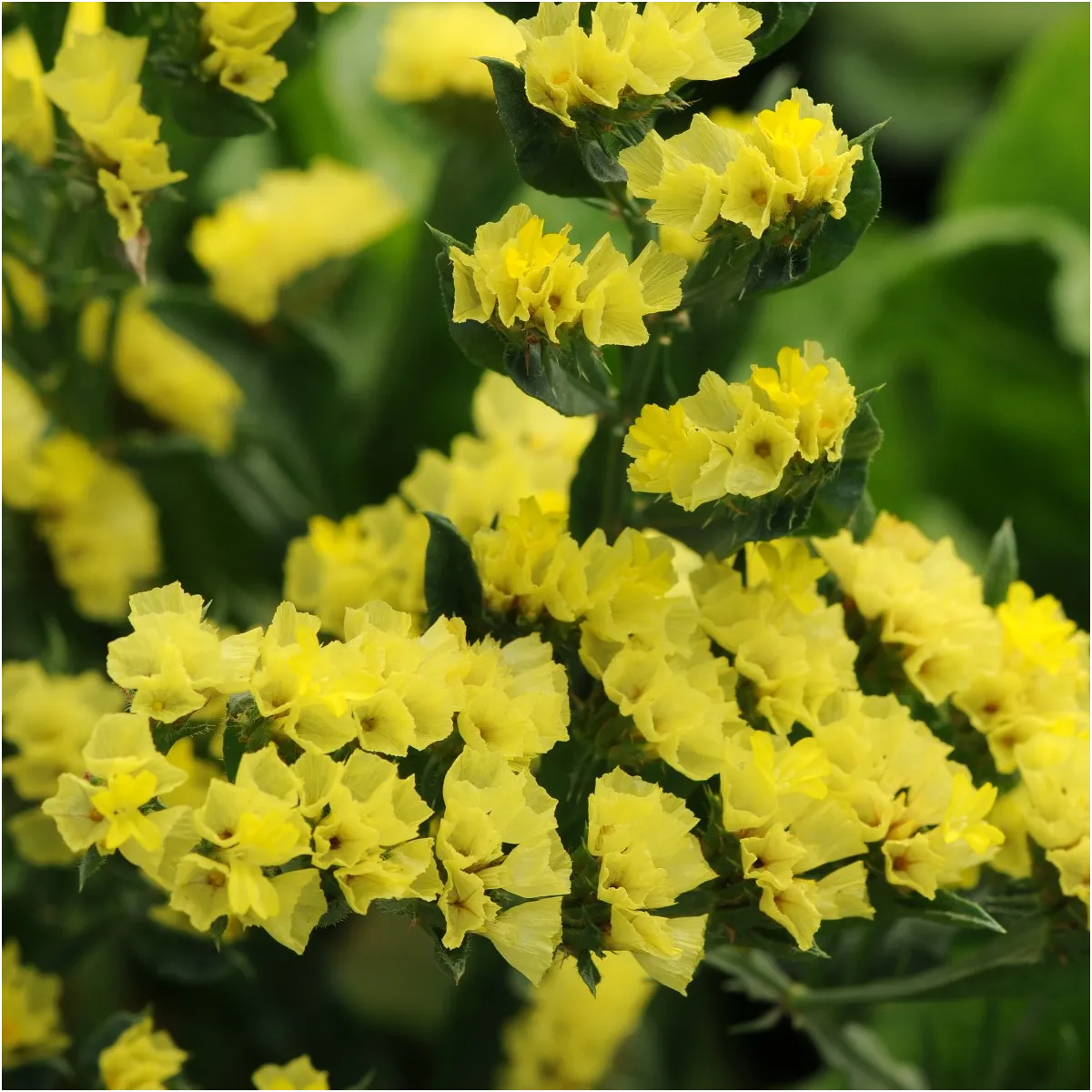 Limonka zohnutá žltá - Limonium sinuatum - semená limonky