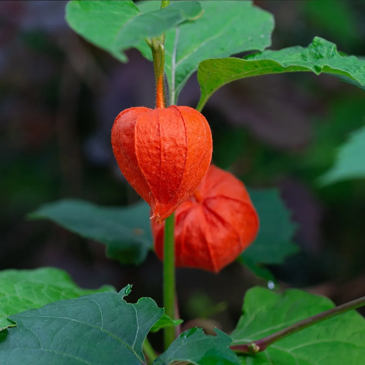Machovka židovská - Physalis alkekengi - semená machovky