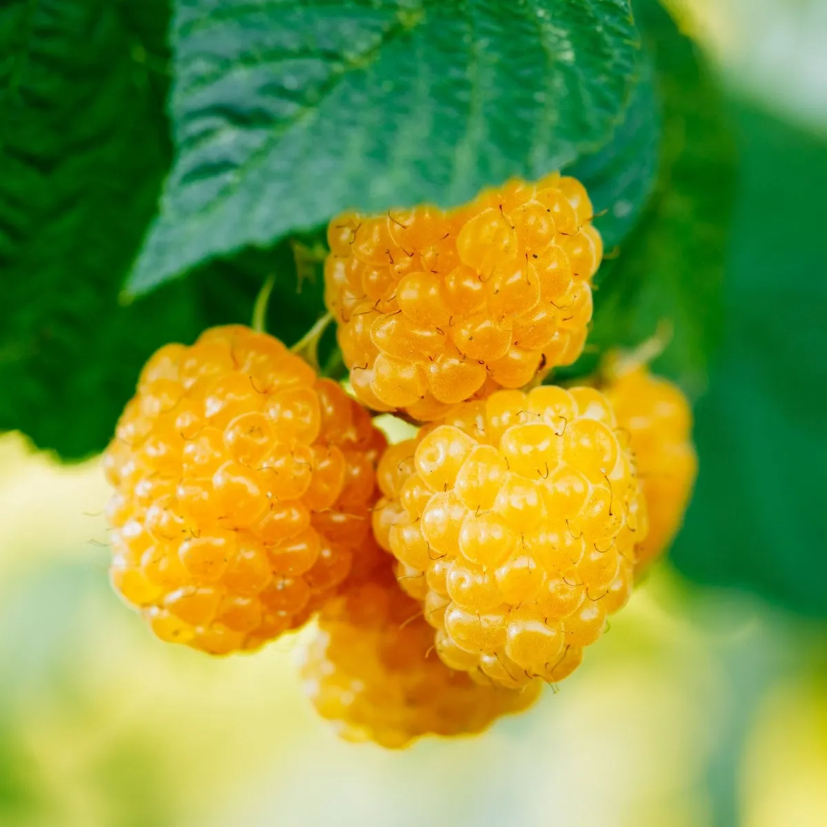 Maliník žltý - Rubus idaeus - semená maliníka