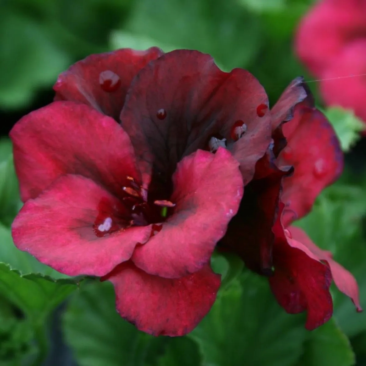 Muškát pásikavý Black Velvet Violet F1 - Pelargonium zonale - semená