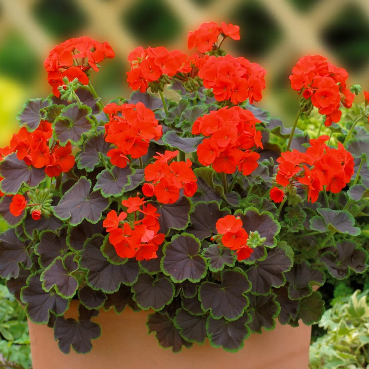 Muškát pásikavý Nekita F1 Scarlet - Pelargonium zonale - semená