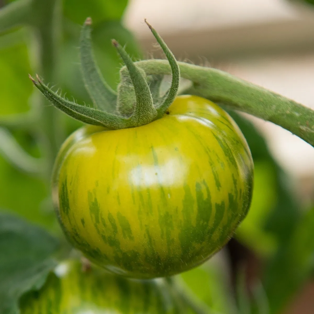 Paradajka Zelená zebra - Solanum lycopersicum - semená paradajky