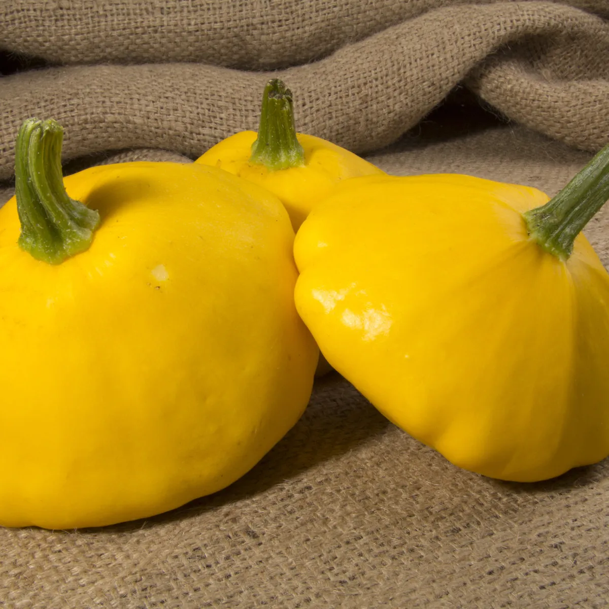 Patizón Golden Marbre - Cucurbita pepo - semená patizónu