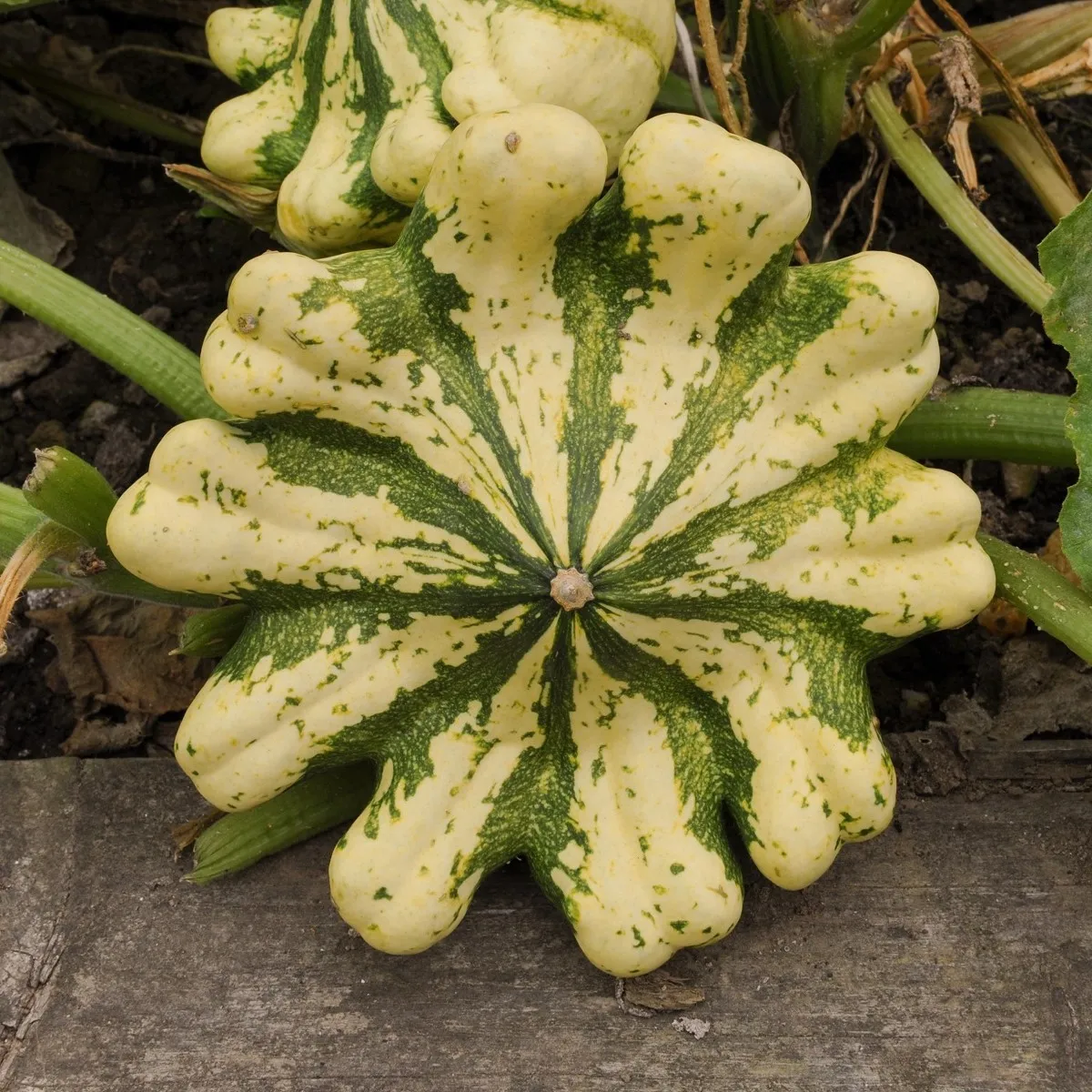 Patizón Vert Jaune - Cucurbita pepo - semená patizónu
