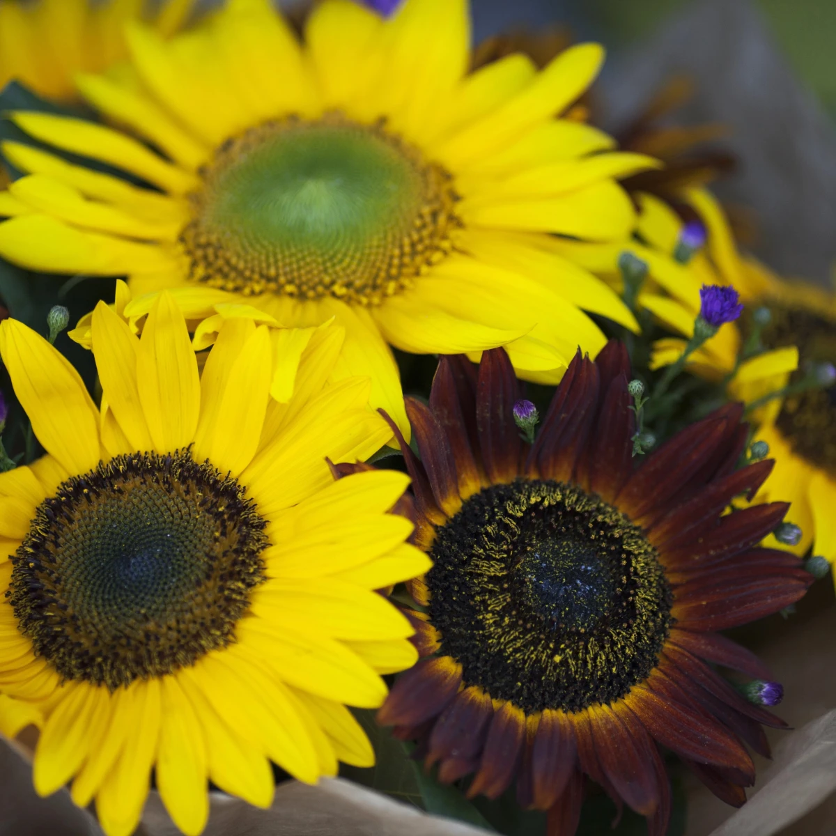 Slnečnica Formular Mix F1 - Helianthus annuus - semená slnečnice