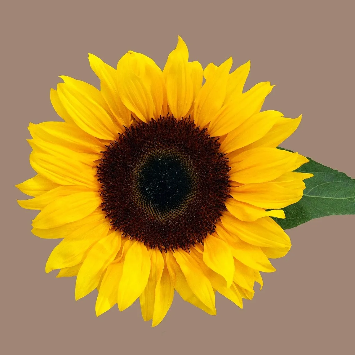 Slnečnica Mezzulah - Helianthus annuus - semená slnečnice