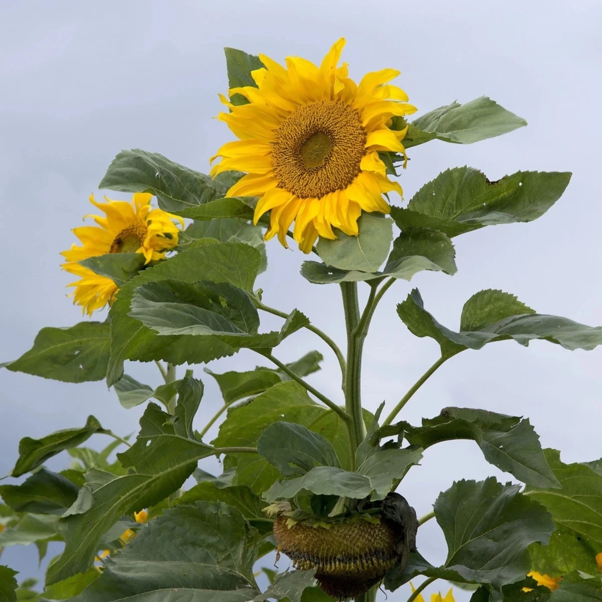 Slnečnica mongolská - Helianthus annuus - semená slnečnice