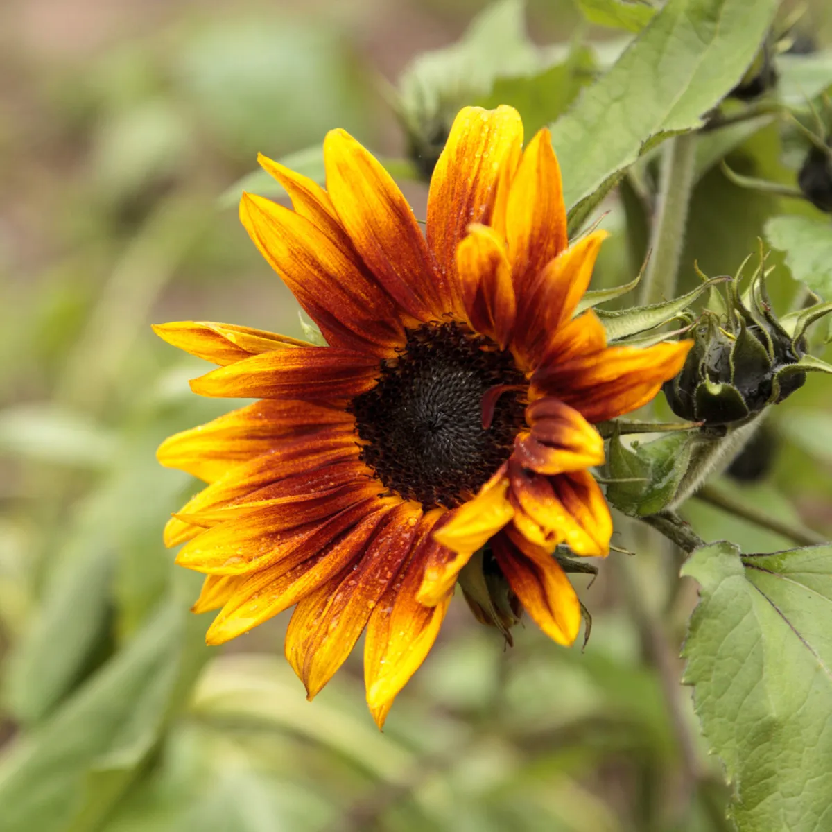 Slnečnica ročná Helios - Helianthus annuus - semená