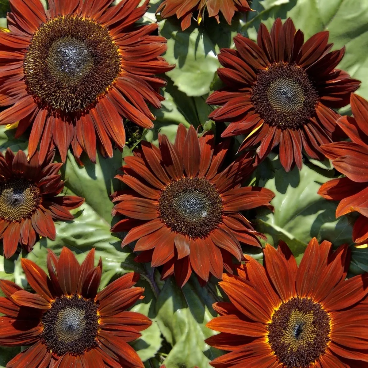 Slnečnica ročná Ruby F1 - Helianthus annuus - semená slnečnice