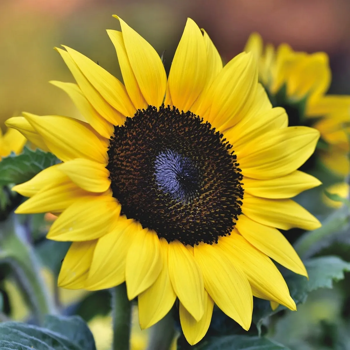 Slnečnica Sunrich Lemon - Helianthus annuus - semená slnečnice