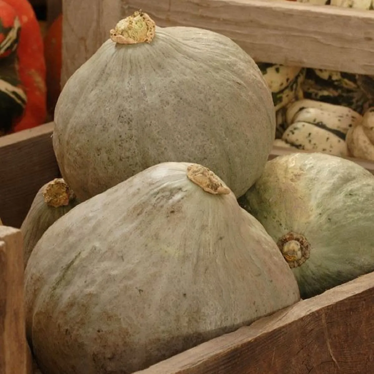 Tekvica Baby Blue - Cucurbita maxima - semená tekvice