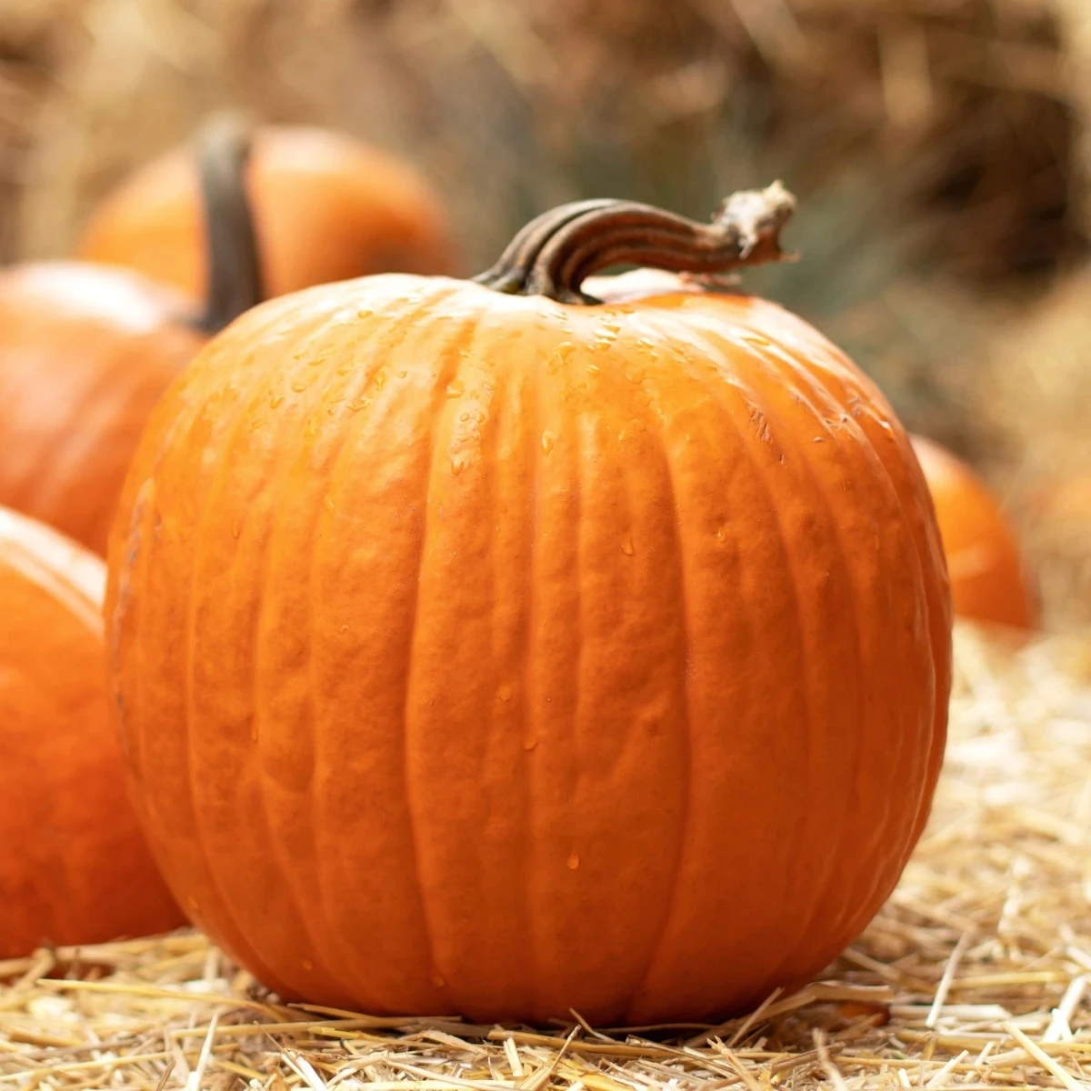 Tekvica Jack O Lantern - Cucurbita pepo - semená tekvice