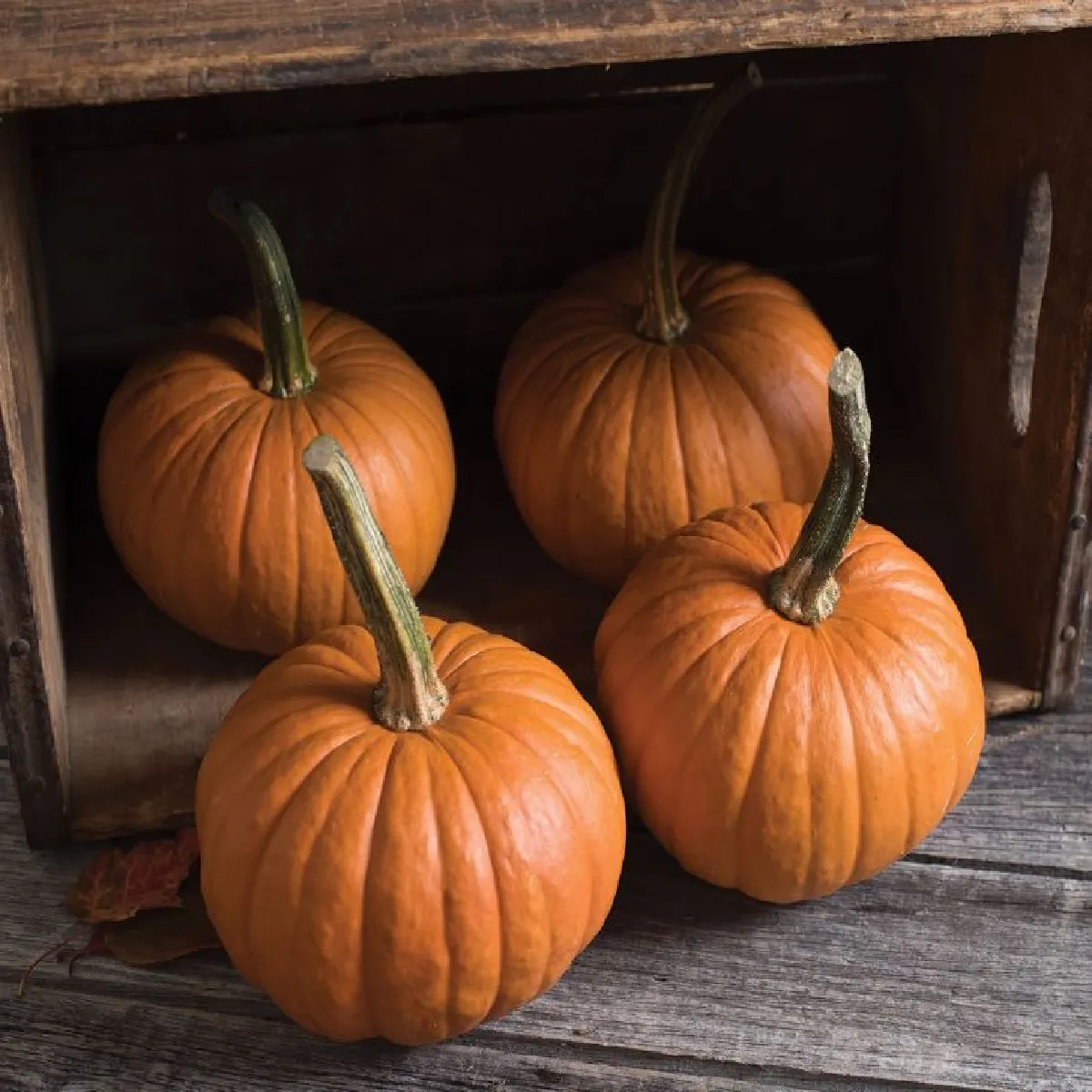 Tekvica obyčajná Baby Bear - Cucurbita maxima - semená tekvice